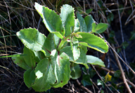 Hylotelephium maximum